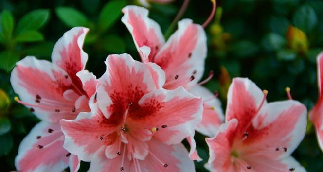 高山杜鹃花的花语是什么？它象征着什么？