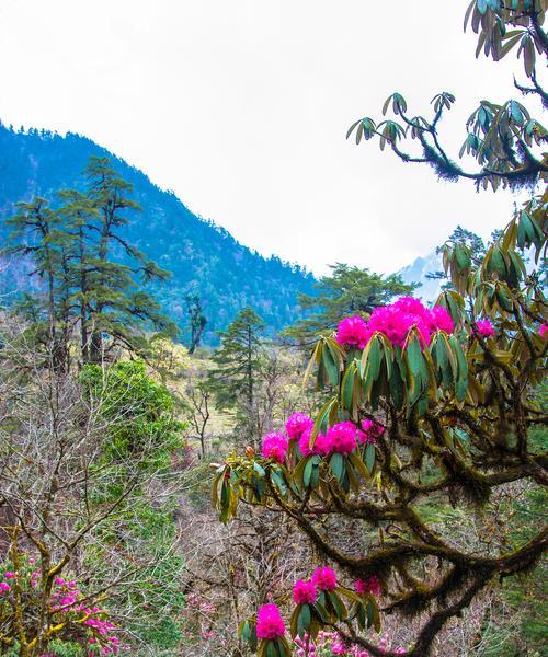 高山杜鹃花的花语是什么？它象征着什么？