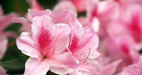 高山杜鹃花的花语是什么？它象征着什么？