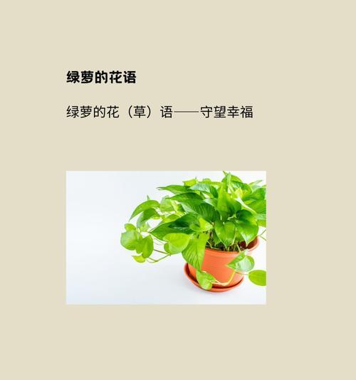 绿萝的花语有哪些？