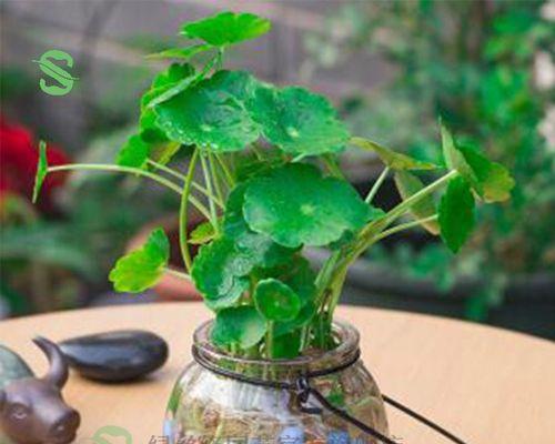 南瓜可以种在花盆里吗？如何在有限空间种植南瓜？