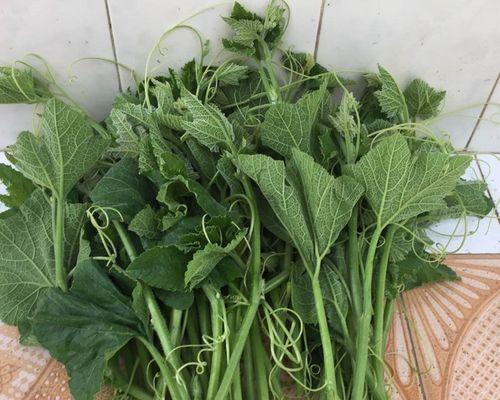 南瓜可以种在花盆里吗？如何在有限空间种植南瓜？