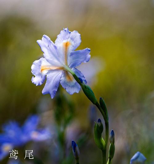 哪种花的花语代表羞涩的爱情？它如何表达这种情感？