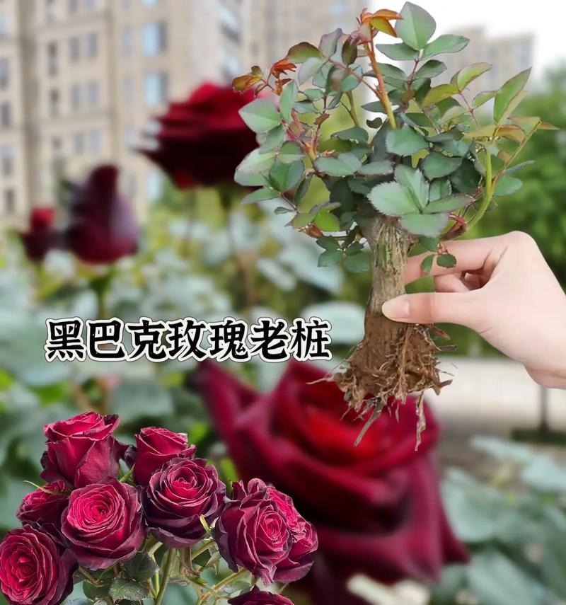 哪种花的花语充满了神秘感？