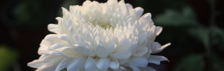 悼灵花的花语是什么？悼灵花在不同文化中的含义是什么？