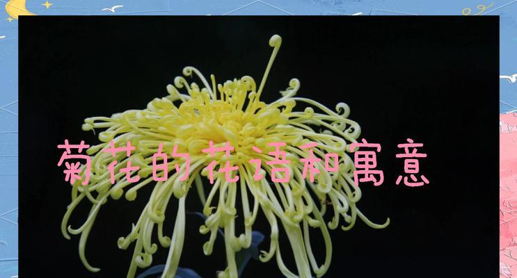 悼灵花的花语是什么？悼灵花在不同文化中的含义是什么？
