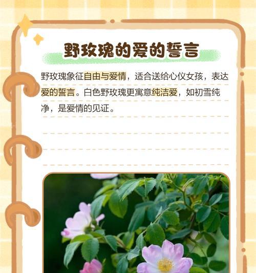 复合女生适合哪种花语？