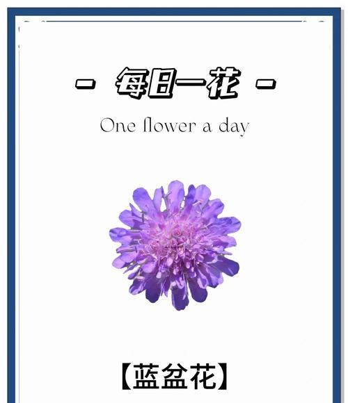 复合女生适合哪种花语？
