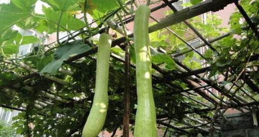 南瓜能承受的最低温度是多少？种植时需要注意什么？