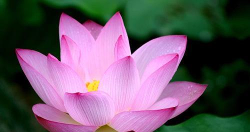 释迦果树的花语是什么意思？它象征着什么？