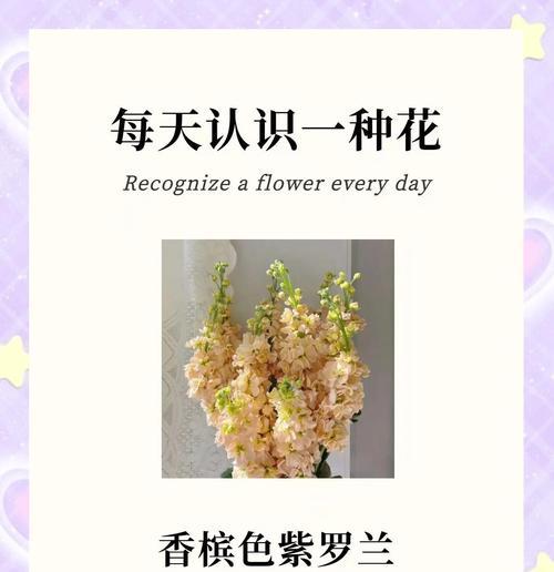 香槟色鲜花的花语有何深意？