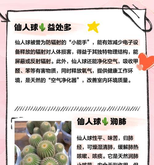 送白雪公主仙人球有何特别含义？