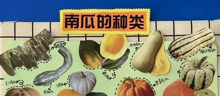 南瓜生长在哪里？了解南瓜的自然生长环境和条件？