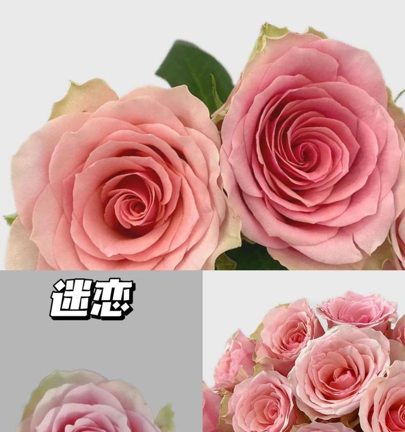 渐变粉玫瑰的花语是什么意思？粉色玫瑰传递的情感有哪些？