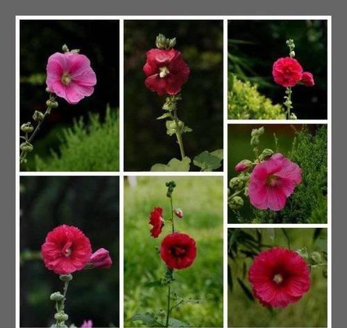 分道扬镳的花语是什么？分道扬镳在花语中代表了什么？