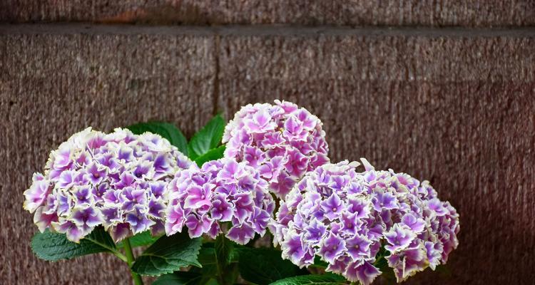 白绣球花语和寓意是什么？紫色玫瑰花抱抱桶寓意又是什么？