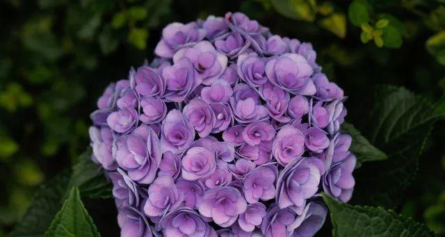 白绣球花语和寓意是什么？紫色玫瑰花抱抱桶寓意又是什么？
