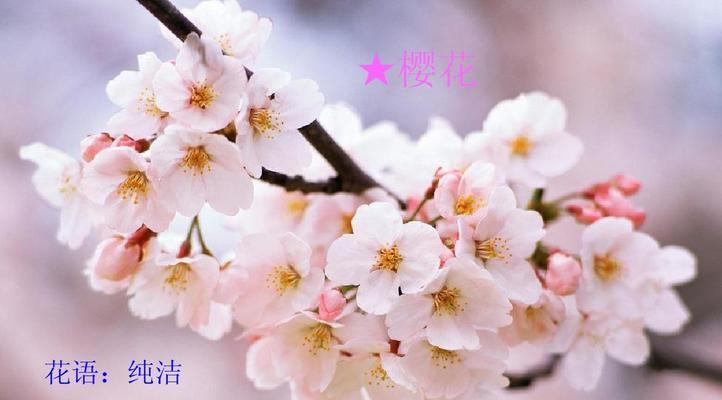 故乡的樱花开了花语是什么？这种花语象征了什么？