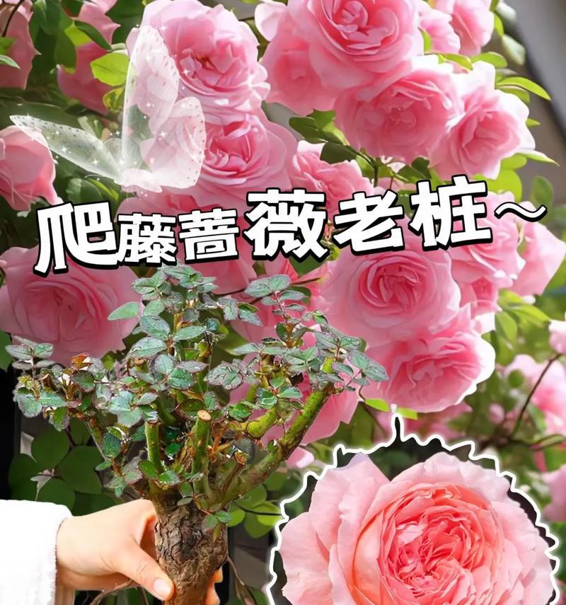 小花妹妹的花语代表什么？如何理解这种花语？