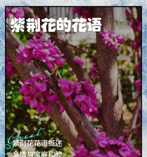 无法解释的花语是什么？这种花语代表了怎样的情感？