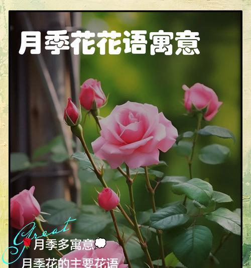 无法解释的花语是什么？这种花语代表了怎样的情感？