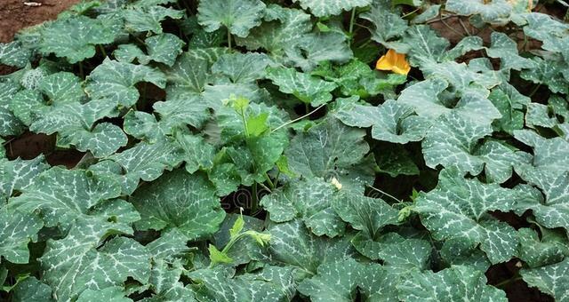 南瓜什么时候种植最合适？春季还是秋季？