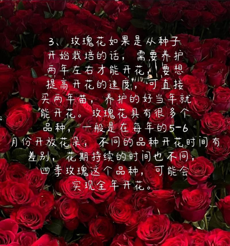 不同颜色玫瑰花的花语和寓意有何区别？