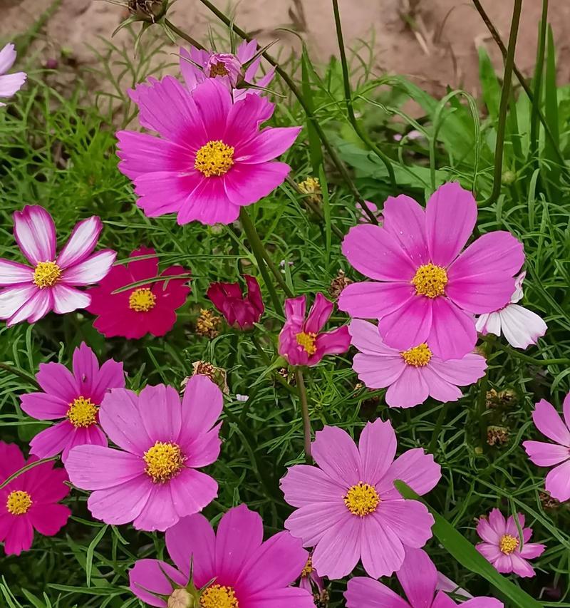 波斯菊花语中有哪些治愈元素？