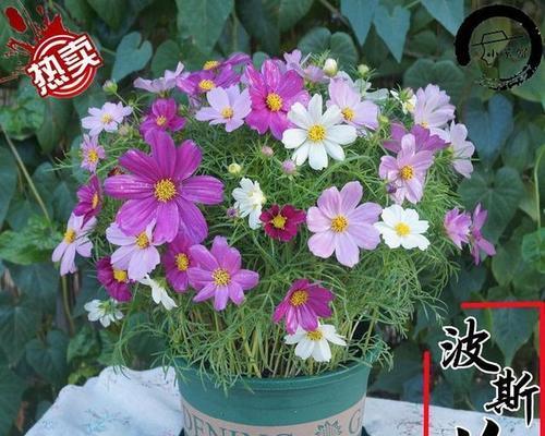 波斯菊花语中有哪些治愈元素？