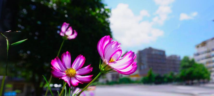 波斯菊花语中有哪些治愈元素？