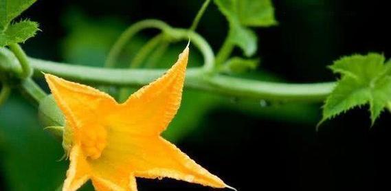 南瓜什么时候开花结果？如何促进南瓜更好的开花结果？