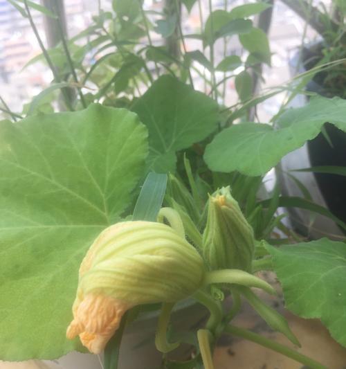 南瓜开花时间是什么时候？几月份开花最合适？