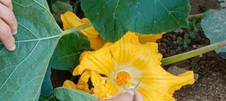 南瓜开花时间是什么时候？几月份开花最合适？