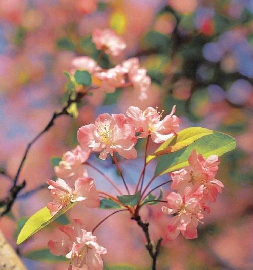 粉红色海棠花的花语是什么？花语的象征意义是什么？