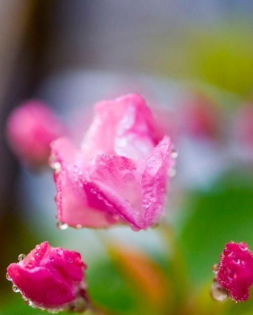 粉红色海棠花的花语是什么？花语的象征意义是什么？