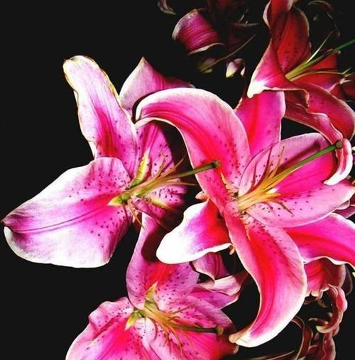 小百合花的花语是什么？清香小百合有何特别含义？
