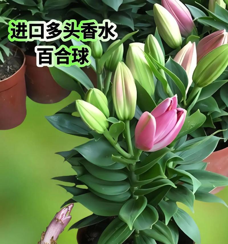 小百合花的花语是什么？清香小百合有何特别含义？
