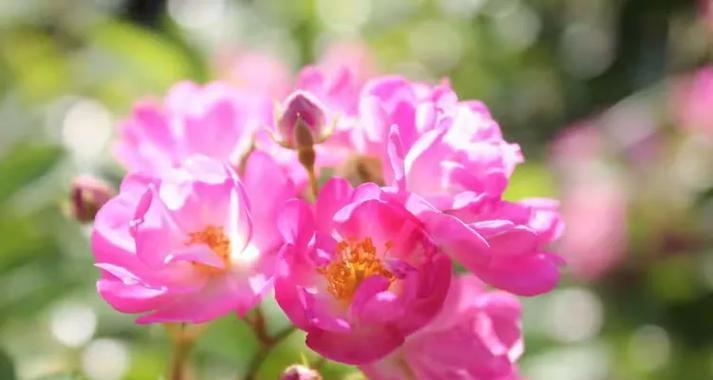 花语梦园的寓意和象征是什么？