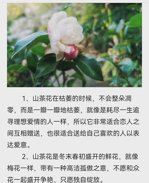 花语梦园的寓意和象征是什么？