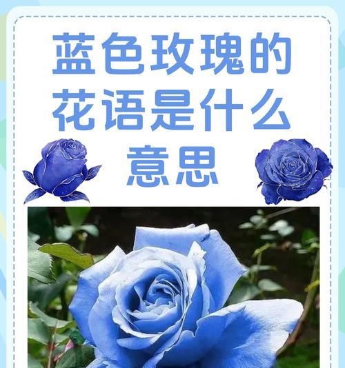 花语是否总是作为配角？它在情感表达中扮演什么角色？