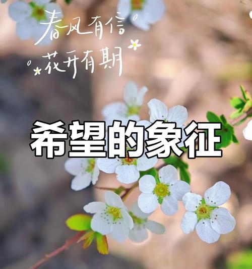 洁白的花花语是什么意思？洁白的花象征了哪些美好？