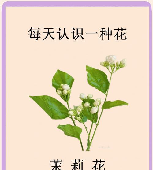 洁白的花花语是什么意思？洁白的花象征了哪些美好？