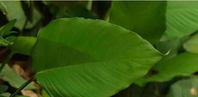 南瓜属于单子叶植物吗？它的分类特点是什么？