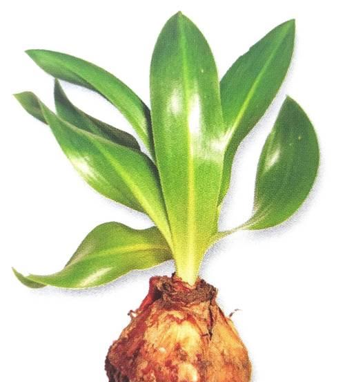 南瓜属于单子叶植物吗？它的分类特点是什么？