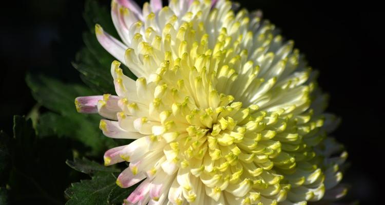 菊花乔尼的花语有何含义？菊花乔尼代表什么？