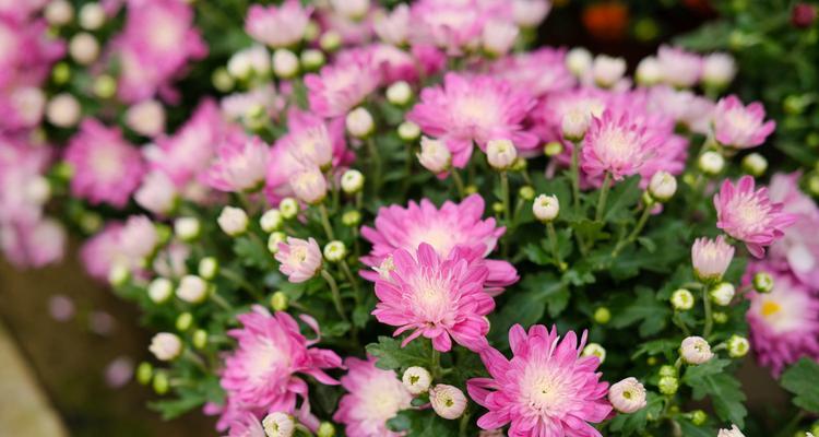 菊花乔尼的花语有何含义？菊花乔尼代表什么？
