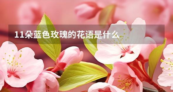 11支玫瑰花代表什么？11朵玫瑰的花语有何特殊含义？