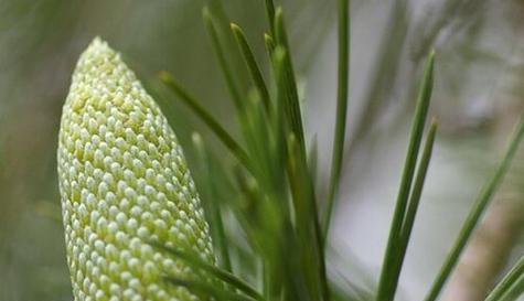 南瓜属于裸子植物吗？常见误解有哪些？