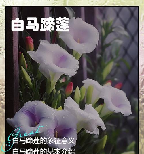 三朵马蹄莲共同的花语是什么？