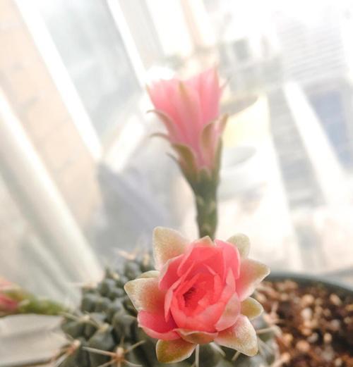 野性独活的花语是什么？这种花语象征着什么样的生命力？